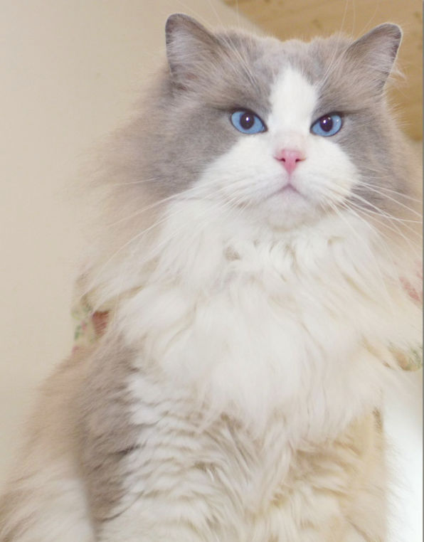 Fridolin McSherwood 1