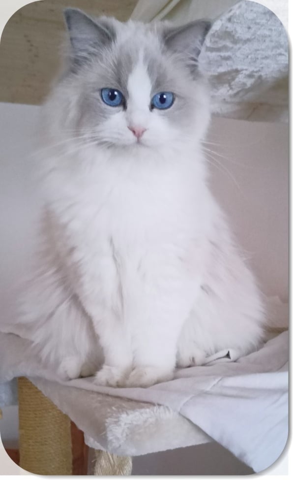 Fridolin McSherwood 1