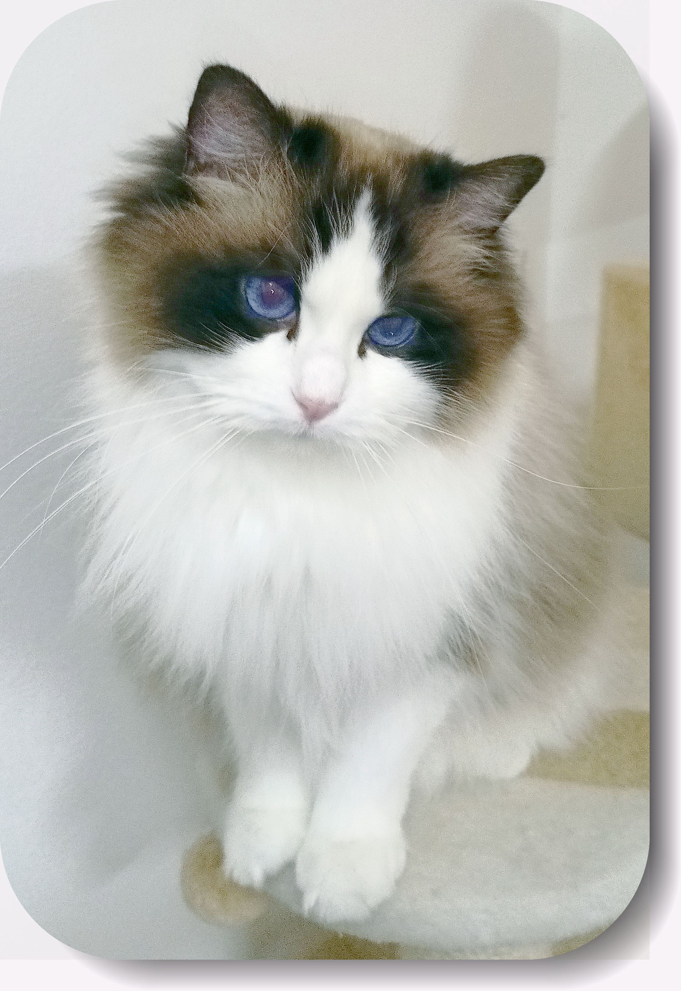 Duke Fridolin McSherwood